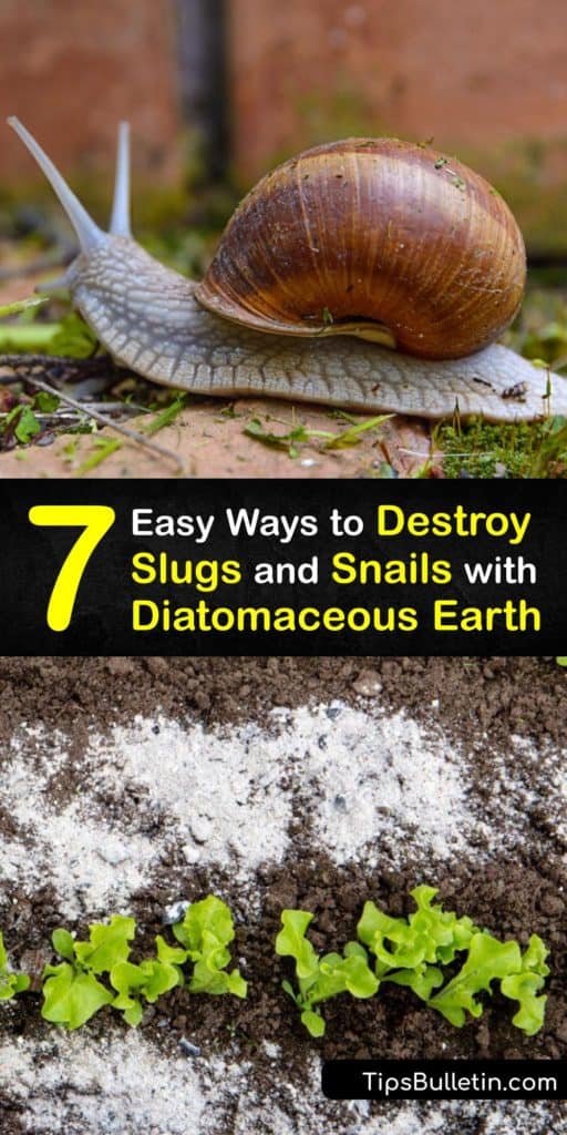 If slugs and snails overrun your garden every year, we’ve got the best tips to send them packing. Discover how to make snail bait with simple ingredients, and learn about controlling slugs with wood ash, crushed eggshells, and diatomaceous earth. #slugs #snails #diatomaceous #earth