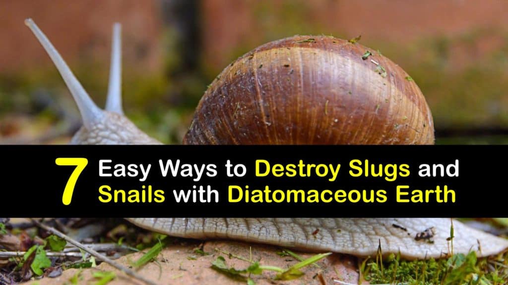 How to Use Diatomaceous Earth for Slugs and Snails titleimg1