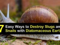 How to Use Diatomaceous Earth for Slugs and Snails titleimg1