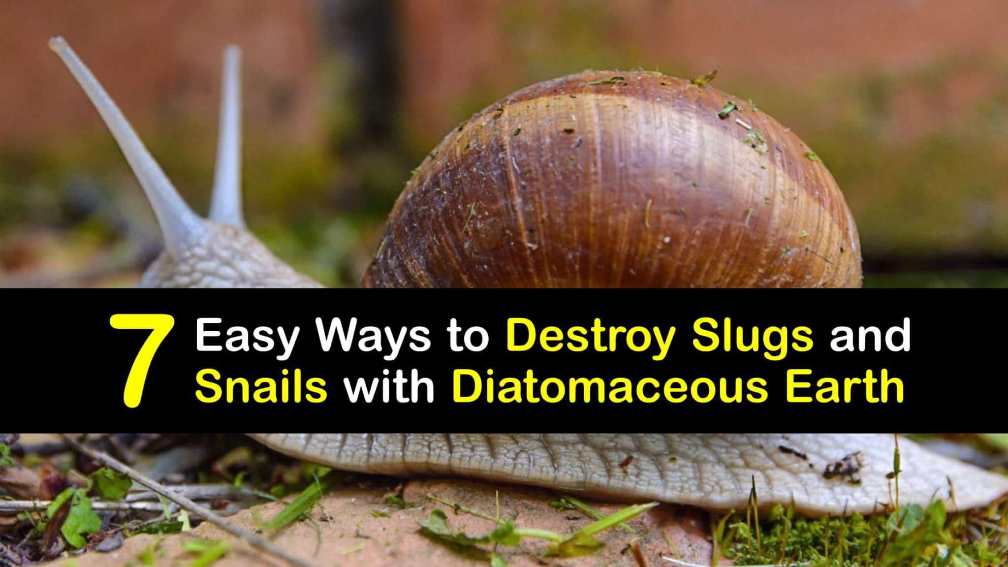 Kill Slugs and Snails Diatomaceous Earth Tips for Slug and Snail Control