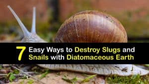 How to Use Diatomaceous Earth for Slugs and Snails titleimg1