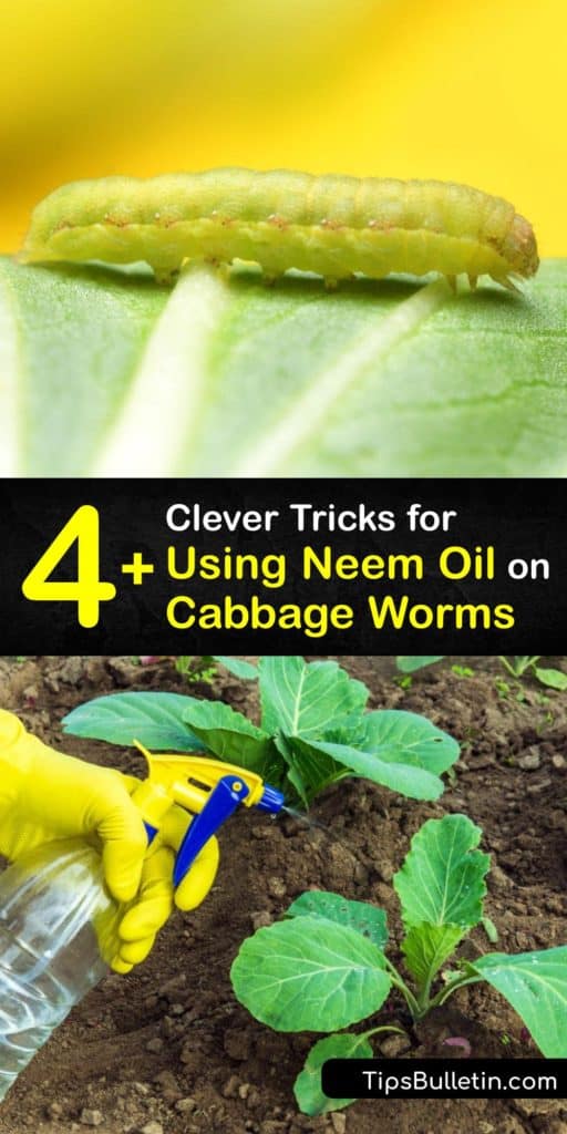 Learn how to use Neem oil as a pest control solution to eliminate and repel cabbage worms from the garden. The cabbage worm is a pest that comes from the eggs of a cabbage moth or butterfly, and they quickly devour a cabbage leaf and cabbage plant. #howto #neem #oil #cabbage #worms