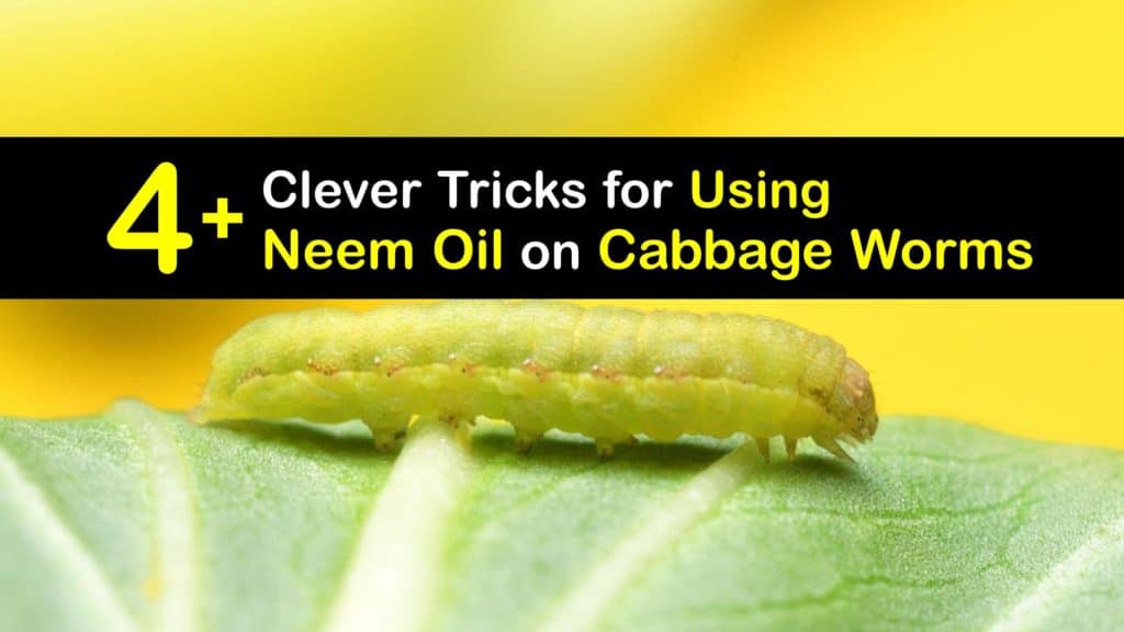 How to Use Neem Oil for Cabbage Worms titleimg1