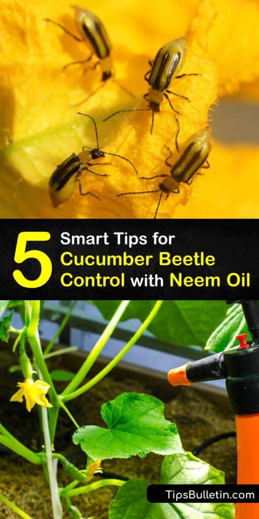 The spotted cucumber beetle is a pest for cucumber plants and other cucurbit crops. These insects damage the stem and leaves of plants and carry diseases like bacterial wilt. Use neem oil in an insecticidal soap to repel and kill harmful insects like cucumber beetles. #neem #oil #cucumber #beetles