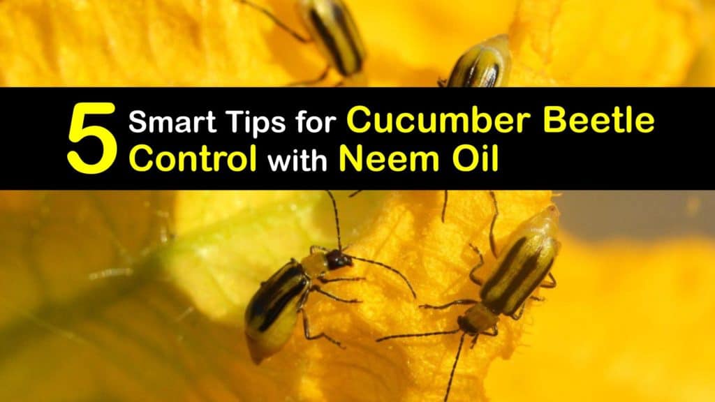 How to Use Neem Oil for Cucumber Beetles titleimg1