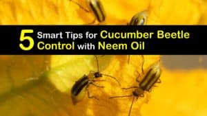 How to Use Neem Oil for Cucumber Beetles titleimg1