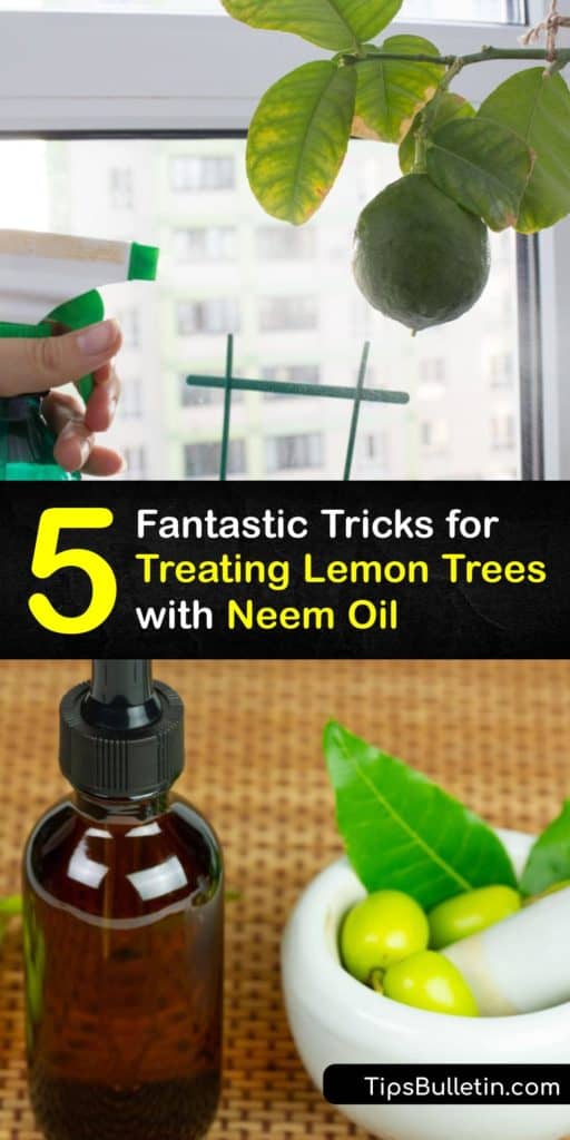 Learn to use neem oil spray and drench on your citrus trees to prevent and treat the citrus leaf miner, Asian citrus psyllid, scale insects, and more. Use neem extract with horticultural oil or insecticidal soap to keep your fruit tree pest free. #neem #oil #lemon #trees