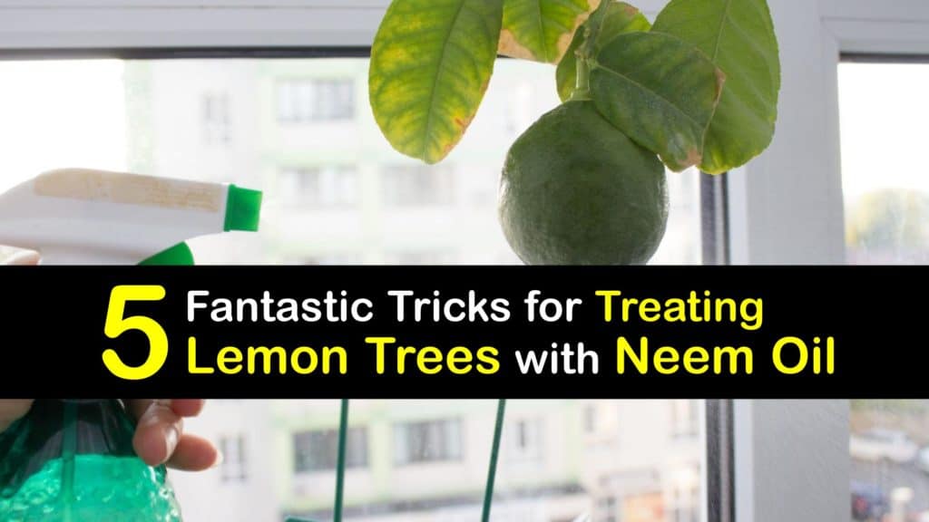 How to Use Neem Oil on Lemon Trees titleimg1