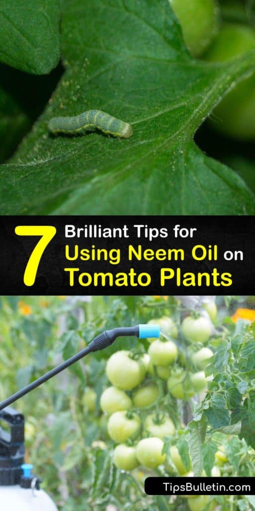 Neem oil is an alternative to horticultural oil that organically treats many issues with tomato plants. Use a neem oil soil drench to treat powdery mildew issues and pest infestations without harming beneficial insects in your garden. #tomato #plants #neem #oil