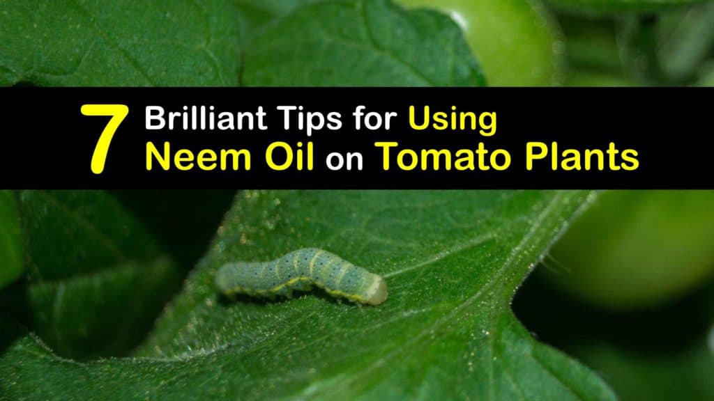 How to Use Neem Oil on Tomato Plants titleimg1
