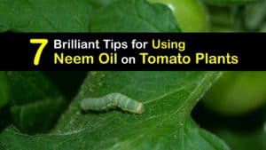 How to Use Neem Oil on Tomato Plants titleimg1
