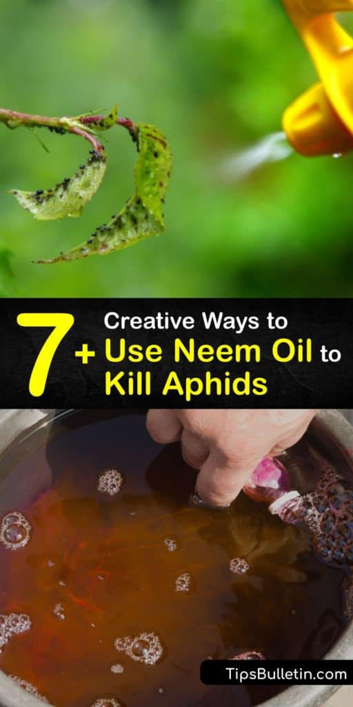Learn to use neem oil insecticide for insect control for your indoor plant or outdoor garden without harming beneficial insects. Target aphids, and other pests like spider mites, with neem oil drench, neem oil insecticidal soap mix, or neem and horticultural oils. #neem #oil #remove #aphids