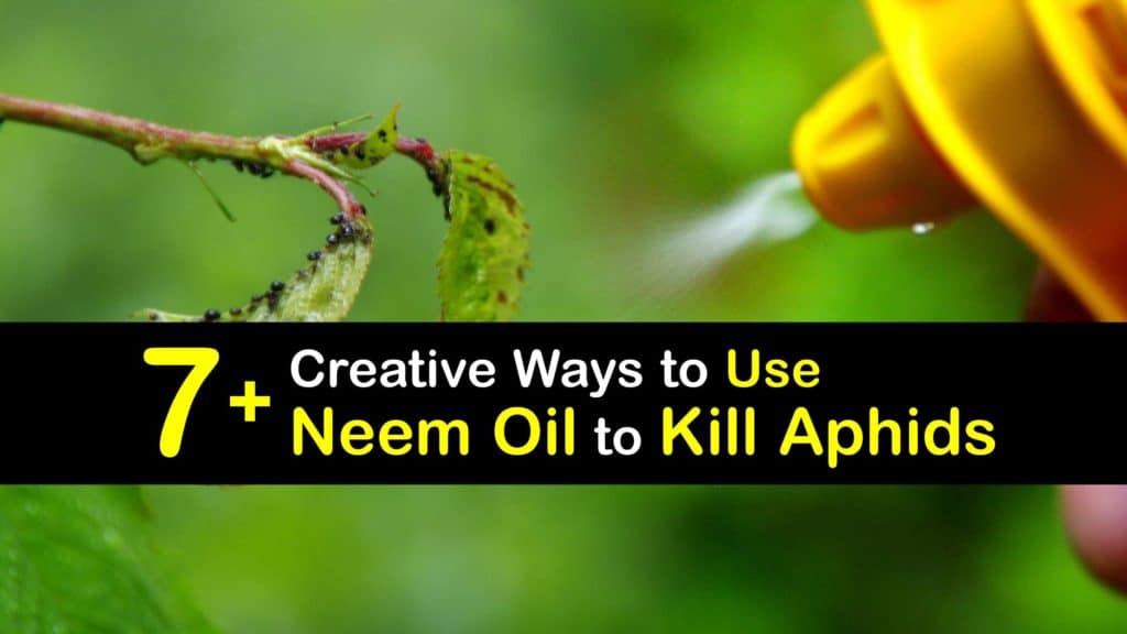 How to Use Neem Oil to Kill Aphids titleimg1