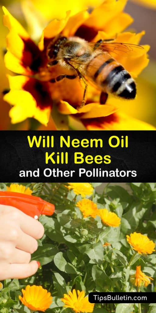 Cold pressed neem oil treats insect pests like spider mites and fungus like powdery mildew without harming the honey bee. Make a neem oil spray or soil drench to remove destructive insects from your garden without harming the pollinating honey bees. #neem #oil #safe #bees