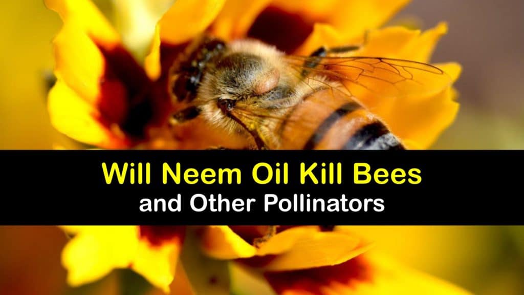 Is Neem Oil Safe for Bees titleimg1