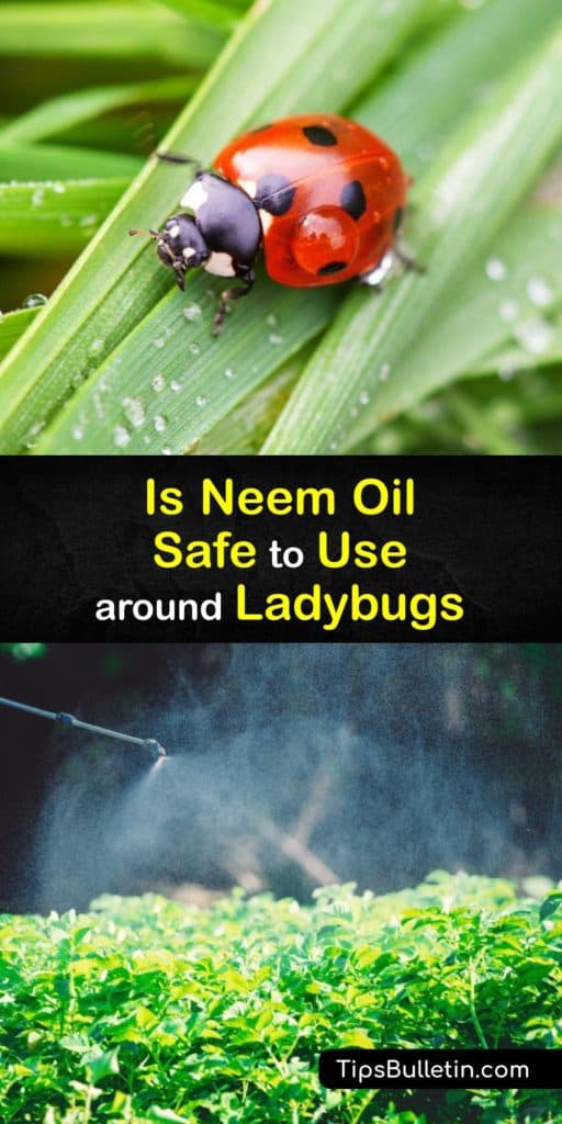 When it comes to organic gardening, horticultural oils like neem oil insecticide are widely popular for their ability to kill insects like the spider mite. But when it comes to beneficial insects like lady beetles, is neem oil spray safe to use in the garden? #ladybug #neem #oil