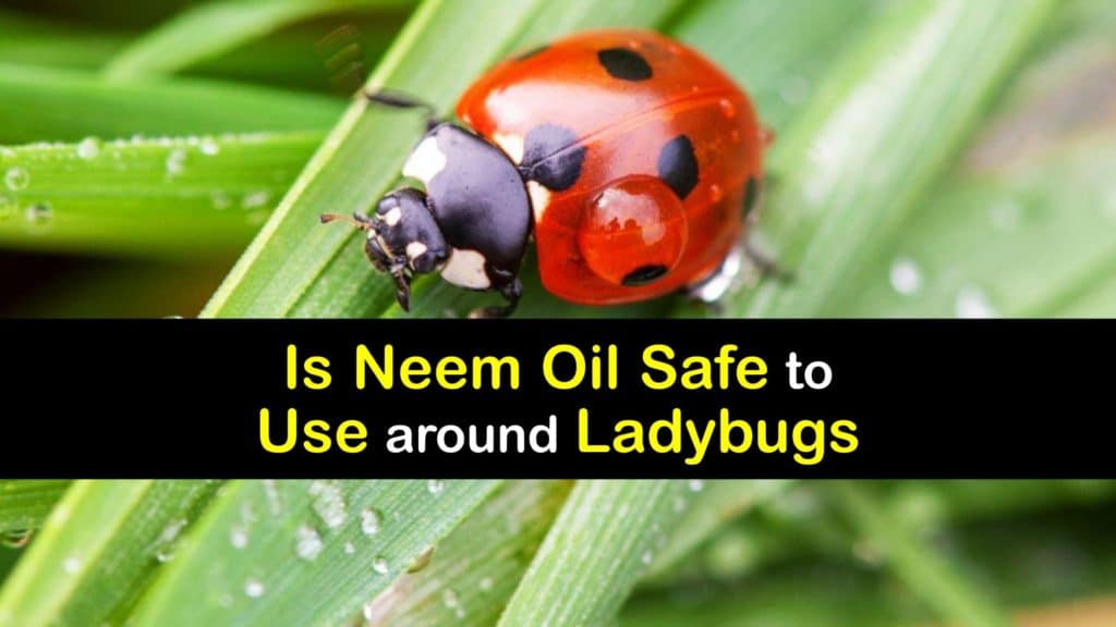 Is Neem Oil Safe for Ladybugs titleimg1