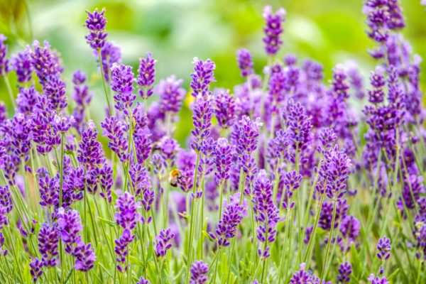 Lavender smells heavenly to us but not to bugs and mice.