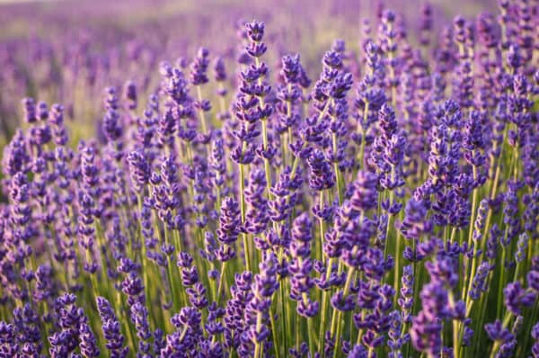 The lavender plant smells great to humans but not roaches.