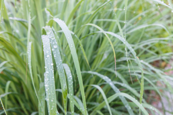 Lemongrass contains high levels of citronella.