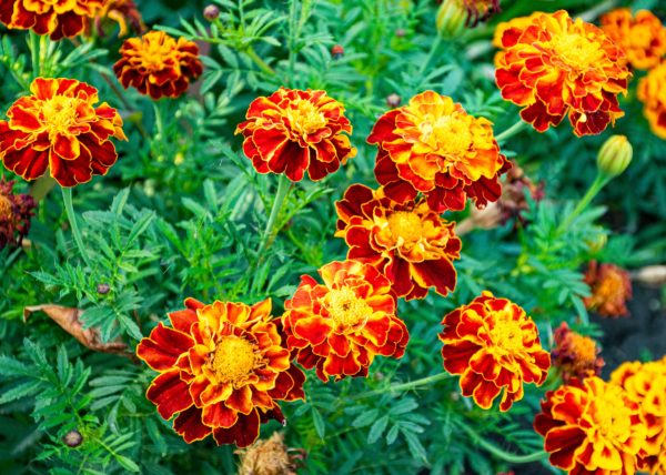 Marigolds have beneficial insect-repelling qualities.