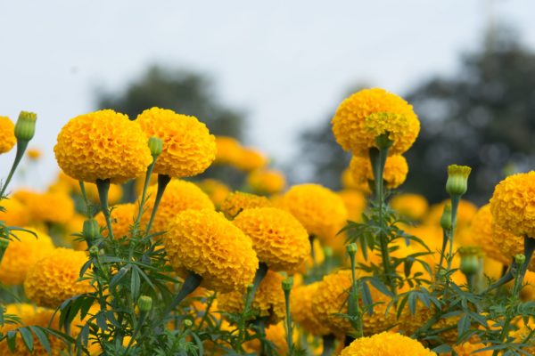 Marigolds are a sought-after plant in the yard for their pest-repellent qualities and beauty.