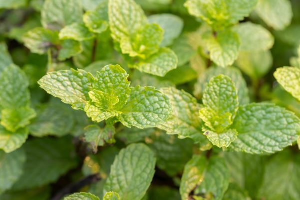 Mint repels mice and bugs.