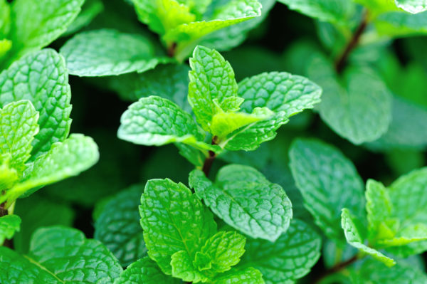 Roaches and other insects detest the smell of mint.