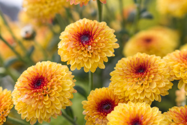 Cockroaches hate the smell of chrysanthemums.