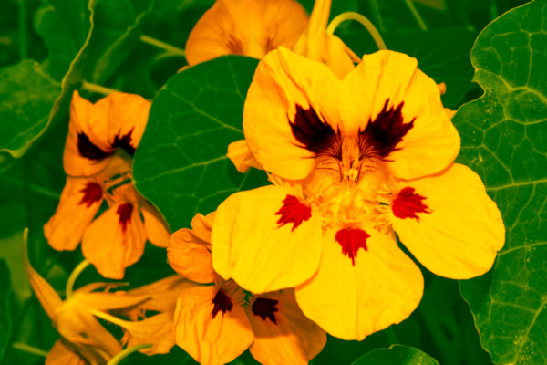 Nasturtiums are beautiful, easy-to-grow flowers.