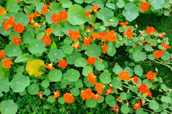 For an excellent pumpkin companion in your garden, try nasturtiums.