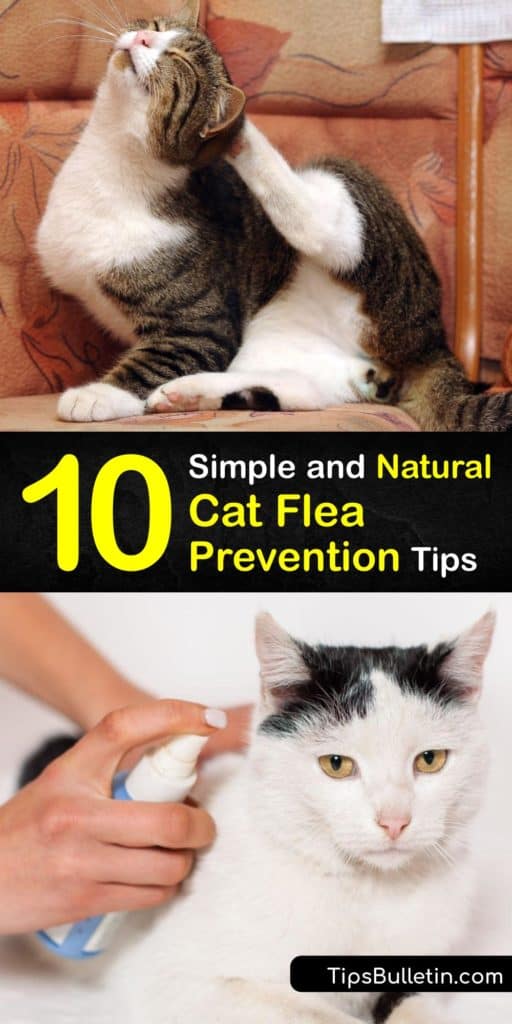 If you have a cat flea problem, you don't need to spend a lot on commercial products to repel fleas. Deal with a flea infestation and avoid new fleas without a flea collar by using homemade natural remedies for these biting insects. #cat #fleas #prevent