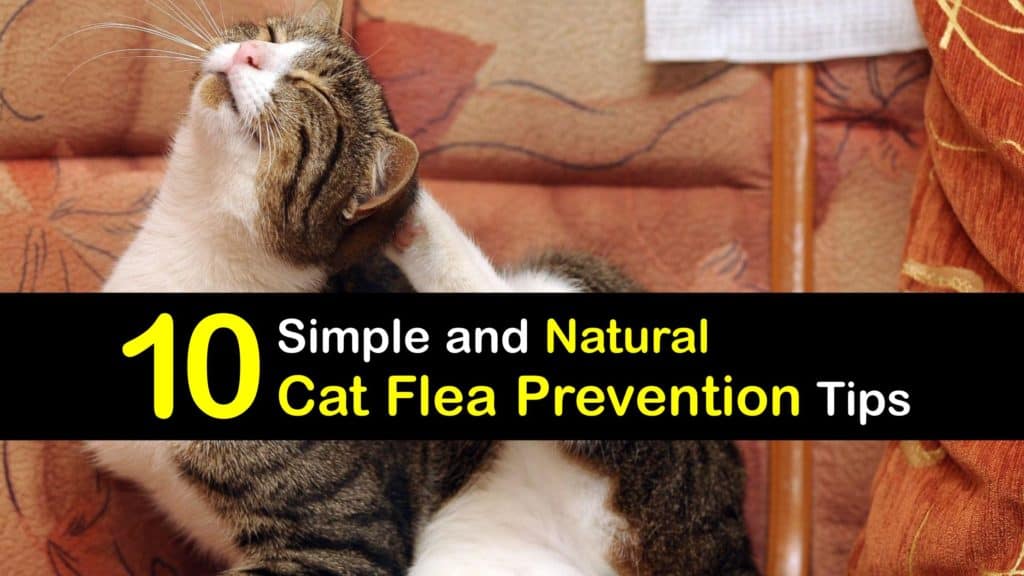 Natural Flea Prevention for Cats titleimg1