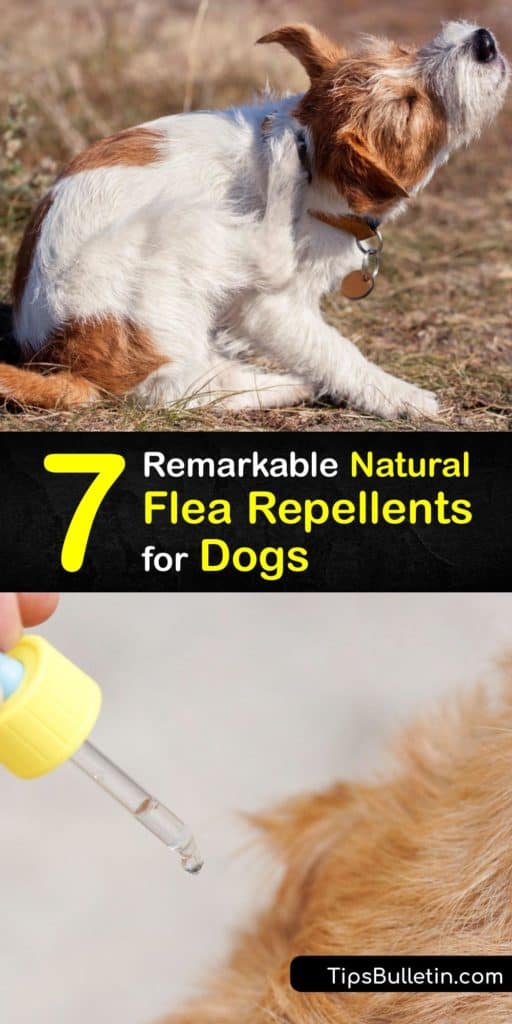 We have the best natural flea treatment and tick repellent recipes to crush any flea infestation. Learn how to make flea spray from essential oils or a natural tick collar from simple, safe ingredients. This how-to guide covers everything you need to know. #repellent #fleas #dogs #natural