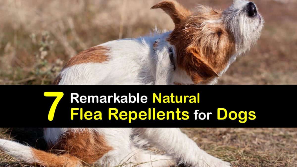 Repel Fleas from Dogs Natural Flea Repellent Remedies