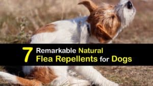Natural Flea Repellent for Dogs titleimg1