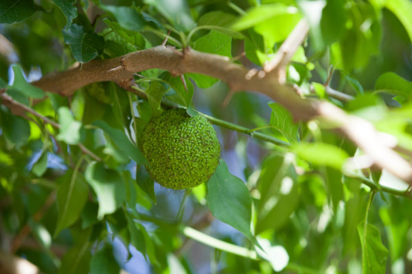 The osage orange tree has a bitter taste and rotten smell to roaches and other bugs.