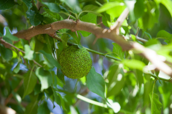 The osage orange tree has a bitter taste and rotten smell to roaches and other bugs.