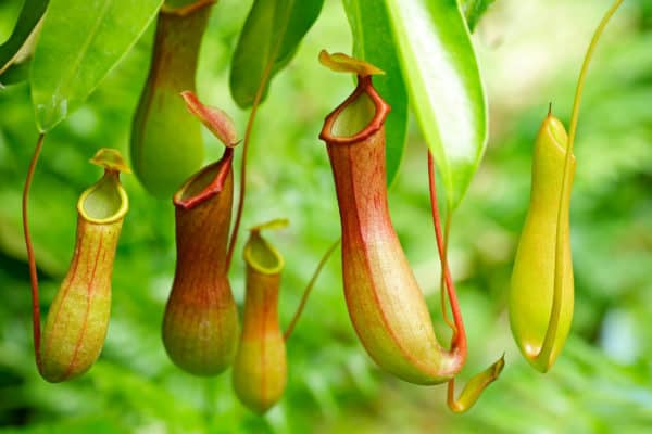 The pitcher plant traps insects like roaches and eats them.