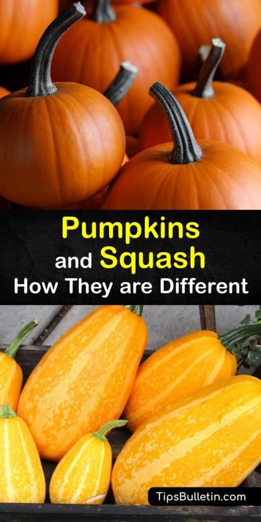 Explore pumpkin vs squash such as Hubbard squash, acorn squash, summer squash, Delicata squash and zucchini. Pumpkins are known for their festive orange rind, their use in the Halloween jack-o-lantern, and pumpkin pie, while squashes are used in a variety of savory dishes. #pumpkin #squash