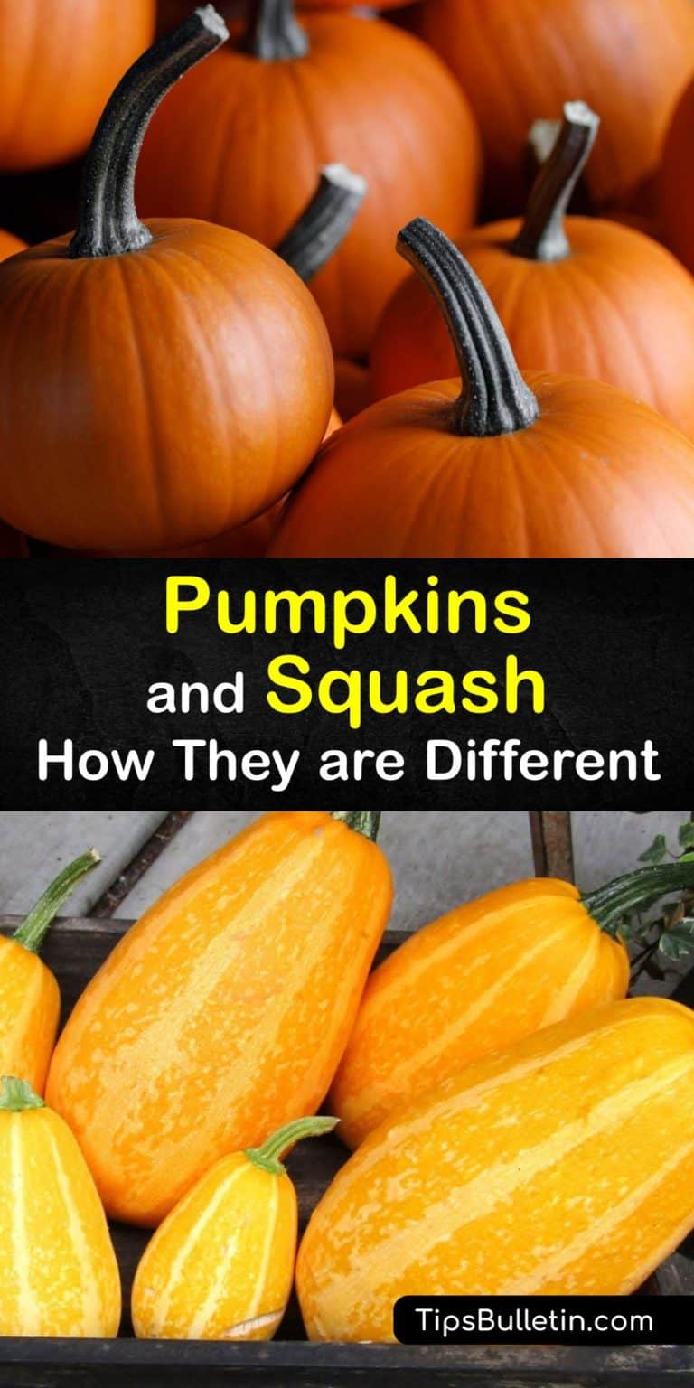 Differences between Pumpkins and Squash