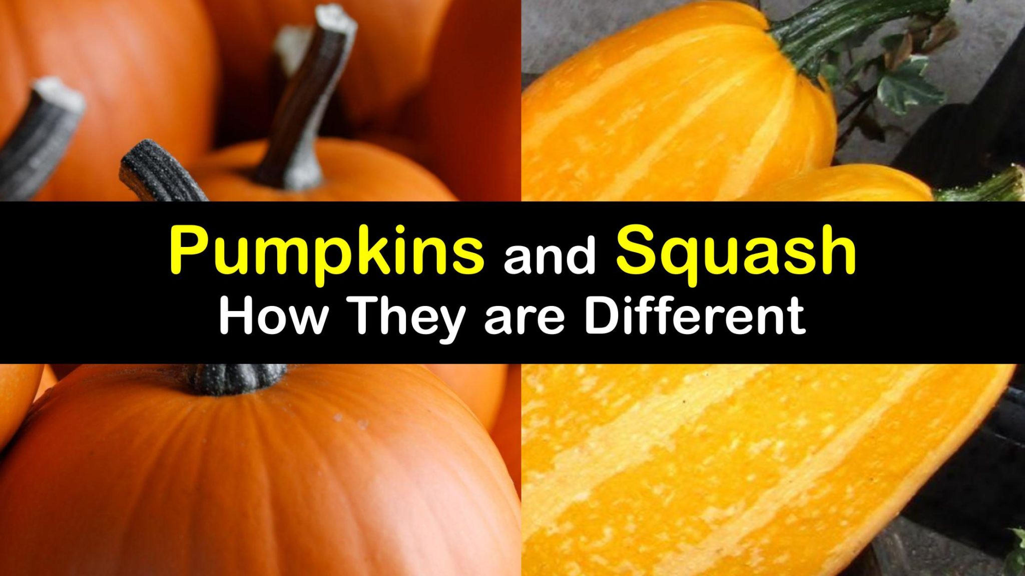 Differences between Pumpkins and Squash