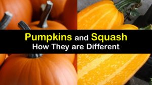 Pumpkin vs Squash titleimg1