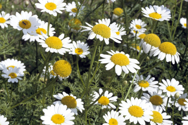 The daisy-like pyrethrum plant is a natural insecticide.