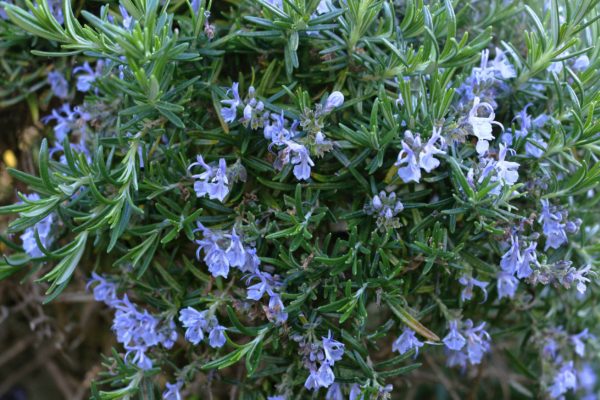 Rosemary is a perennial herb with a strong fragrance.