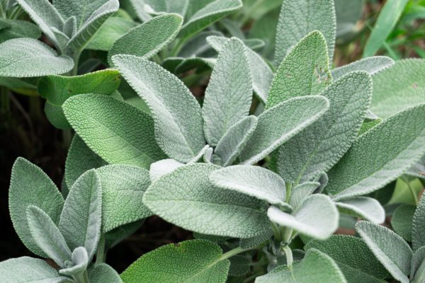 The aromatic scent of sage is one that most pests dislike.