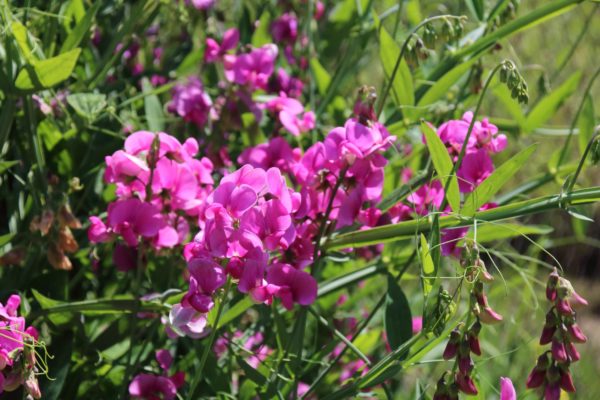 The sweet pea plant has beautiful and dainty-looking flowers.