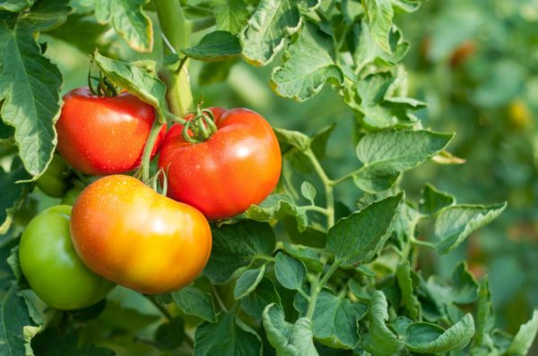 Tomatoes of all varieties are easy to grow.