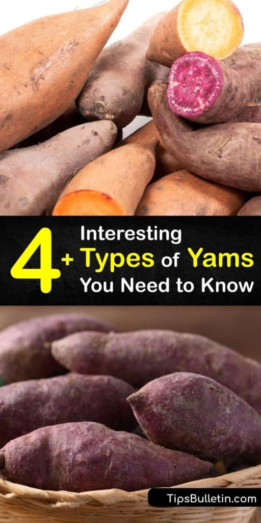 Yams are much loved root vegetables, often thought of as starchy tubers with deep orange flesh. Many types of yam exist from the American Beauregard, to true yams or Dioscorea, to the Japanese Mountain yam enjoyed in Asia, or the Filipino Purple yam. #types #yams #varieties