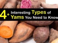 Types of Yams titleimg1